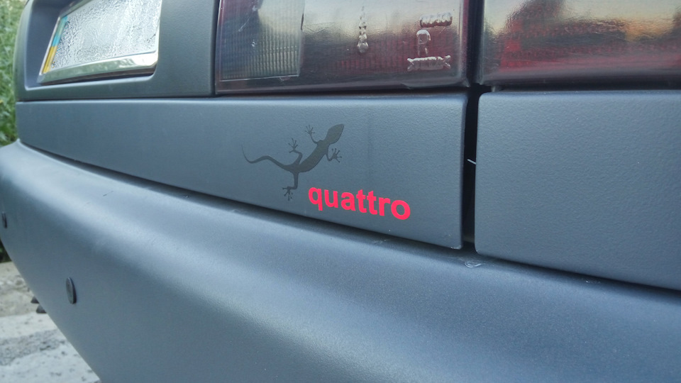 Где купить котиков для начинающих